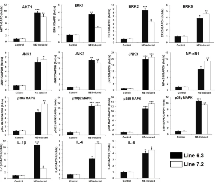 Fig.  4.  Quantitative  real-time  PCR  analysis  of  the  MAPK  pathway  genes  in  NE-afflicted  lines  6.3  and  line  7.2  compared  with  respective  control
