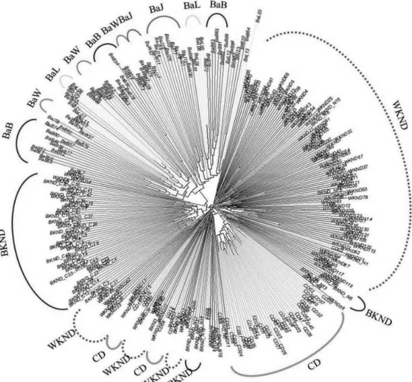 Fig.  1.  Phylogenetic  tree  based  on  the  genetic  distances  among  individuals  from  seven  populations