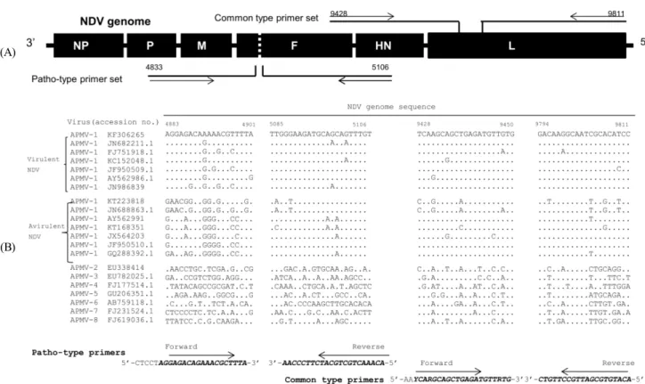 Fig.  1.  Schematic  diagram  of  duplexRT-PCR  (A)  and  sequences  of  PCR  primer  sets  used  (B).