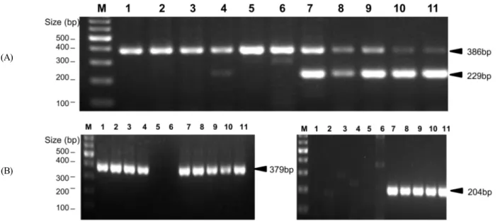 Fig.  2.  Detection  and  pathotyping  of  NDV  strains  by  duplex  RT-PCR  (A)  and  a  currently  available  RT-PCR  kit  (B).
