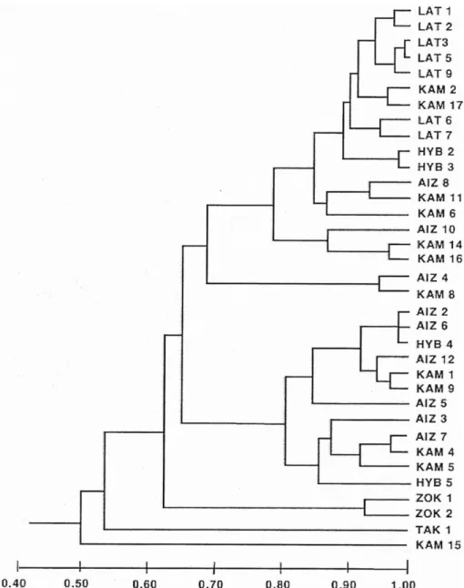 Fig. 5. Unweighted pair-group method using arithmetic average phenogram based on the Nei’s (1972) genetic identity for 35 populations of Sedum latiovalifolium and related species