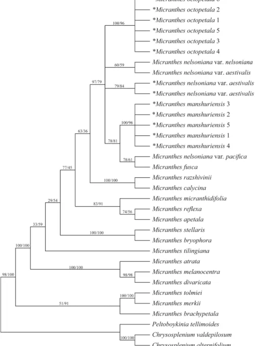 Fig. 2. Strict consensus trees of 24 equally parsimonious trees of Micranthes based on nrITS sequences