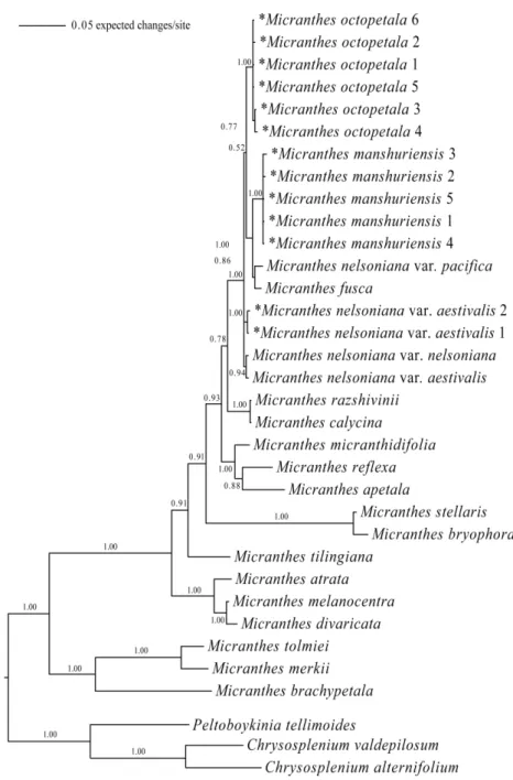 Fig 3. A Bayesian inference tree of Micranthes based on nrITS sequences. Asterisk mark indicates a taxon that was newly sequenced in this study