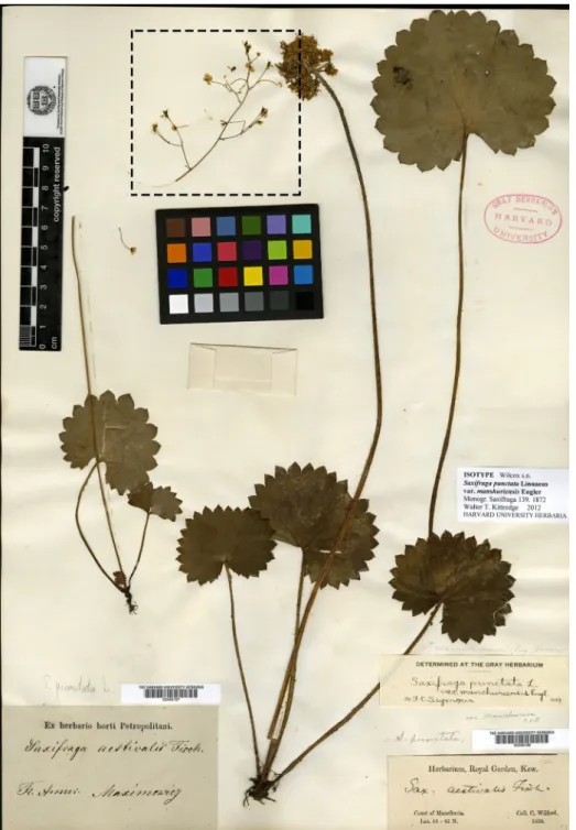 Fig. 4. Type specimen of Micranthes manchuriensis deposited in HUH. This is a complex collection object (2 items with 1 preparation).