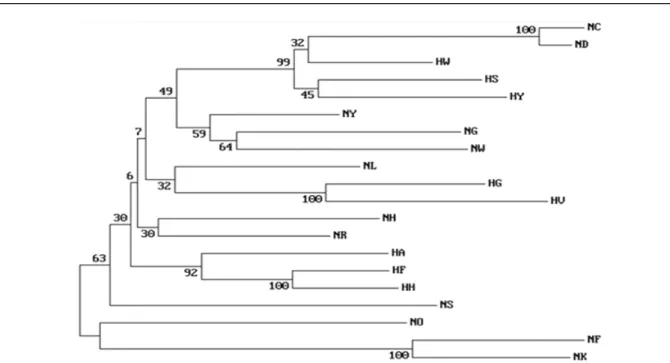 Fig.  1.  Phylogenetic  tree  showing  the  genetic  relations  among  20  population  based  on  DA  genetic  distance