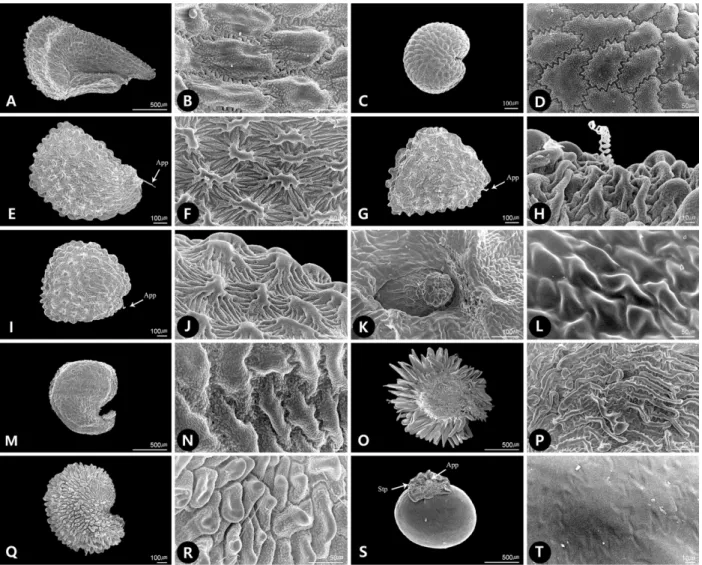 Fig. 1. SEM micrographs of seed morphology of Alsineae in Korea. A, B. Arenaria juncea; C, D