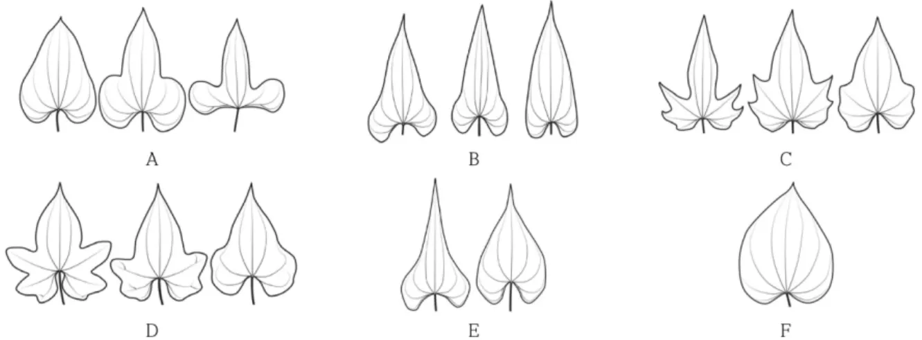 Fig. 5. The comparison of leaf of D. nipponica and D. quinqueloba.