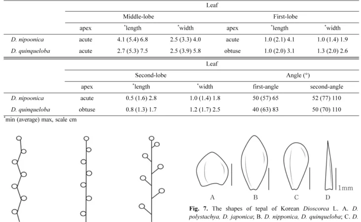 Fig. 7. The shapes of tepal of Korean Dioscorea L. A. D.