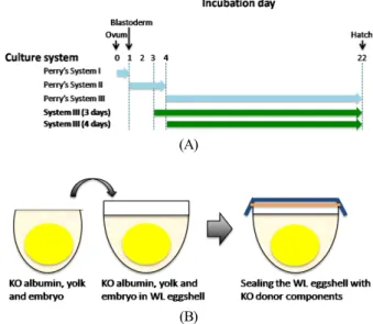 Fig.  1.  A)  Schematic  diagram  of  Perry’s  surrogate  systems  and  surrogate  system  III  (3-day-old  and  4-day-old)  used  in  this  study