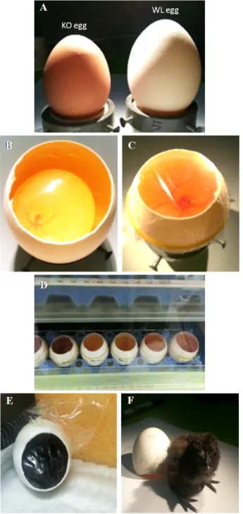 Fig.  2.  Culture  of  Korea  Oge  (KO)  chicken  embryos  in  White  Leg-  horn  (WL)  surrogate  eggshells