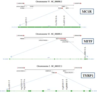 Fig.  1,  Table  1 에서 제시한 것처럼 MC1R 유전자의 경우,  chromosome  11번에 intron이 없이 단일 exon으로만 구성된 유전자이며,  c.69  T>C,  c.376  G>A와 c.427  A>G  총 3개의 SNPs를 발견했다
