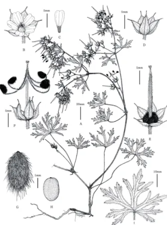 Fig. 1. Illustrations of Geranium dissectum L. A. Habit; B. Flower;