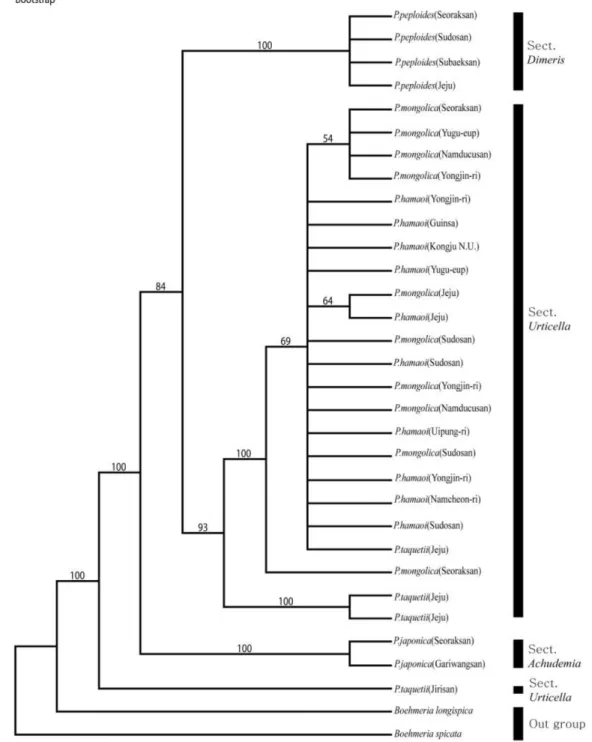 Fig. 1. Bootstrap consensus tree reconstructed by maximum parsimony analysis of nrITS sequence data for 30 Pilea accessions representing 5 Korean species