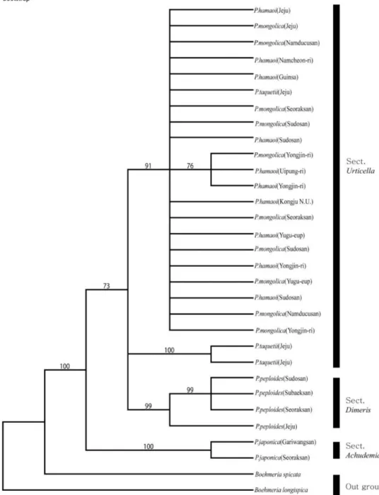 Fig. 3. Bootstrap consensus tree reconstructed by maximum parsimony analysis of psbA-trnH sequence data for 29 Pilea accessions representing 5 Korean species