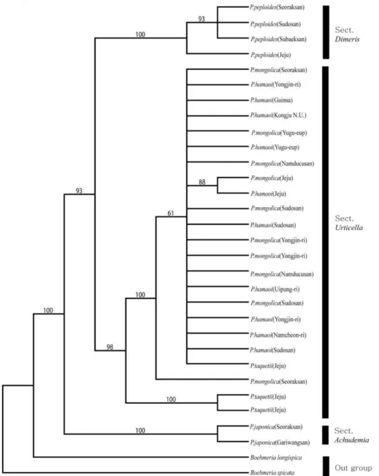 Fig. 5. Bootstrap consensus tree reconstructed by maximum parsimony analysis of combined (nrITS and psbA-trnH) sequence data for 29 Pilea accessions representing 5 Korean species