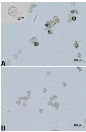 Table 1. Comparison of some diagnostic characters among H. jejuensis, H. serrata, H. integrifolia and H