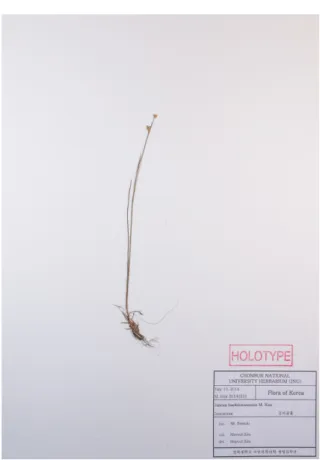 Table 1. Comparison of morphological characters between Juncus baekdusanensis M. Kim and J