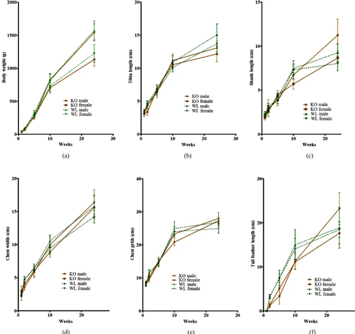 Fig.  1.  Comparative  growth  pattern  on  (a)  body  weight,  (b)  tibia  length,  (c)  shank  length,  (d)  chest  width,  (e)  chest  grith,  (f)  tail  feather  length  of  KO  and  WL  chickens  at  1  week,  2  weeks,  5  weeks,  10  weeks,  and  24