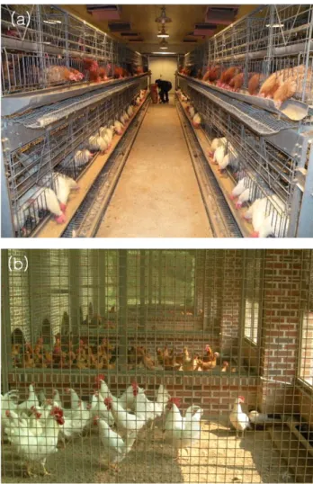 Fig.  1.  The  chicken  housing  system  of  conventional  cage  (a)  and  floor  pen  (b).