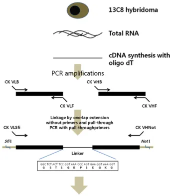 Fig.  1.  Schematic  outline  for  the  construction  of  chicken  13C8  ScFv  antibody