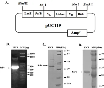 Fig.  2.  (A)  Construction  of  recombinant  ScFv  plasmid.  Lac  Z  promoter  is  activated  by  IPTG  for  overexpression  of  ScFv  antibody