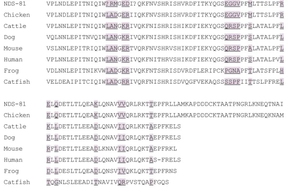 Fig.  3.  Comparison  of  a  partial  sequence  of  192  amino  acids  from  clone  NDS-81  with  other  species