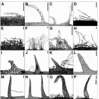 Fig. 3. Micrographs of pollen grain in Actinidia species. A-D. A.