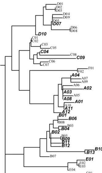 Fig.  1.  The  PhyML  Tree  of  all  Oka’s  published  data.  The  bold  and  italic  letters  indicate  new  haplotypes  detected  in  these  studies
