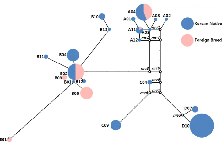 Fig.  2.  Median  network  profile  of  mtDNA  D-loop  haplotypes  observed  in  the  current  study
