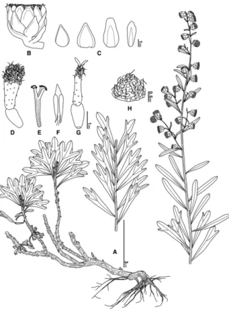 Fig. 3. Photograph of Artemisia lagocephala (Fisch. ex Besser) DC. A. Habit; B. Underground structure; C