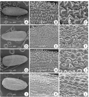 Fig. 2. Seed morphology by SEM of the Korean tribe Epilobieae Endl.