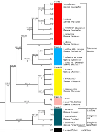Fig. 1. MP (strict consensus tree) and Bayesian tree (Length = 133, CI = 0.835, RI = 0.901) based on 26 phylogenetically informative changes in psbA-trnH and trnL-F sequences of 26 Iris taxa