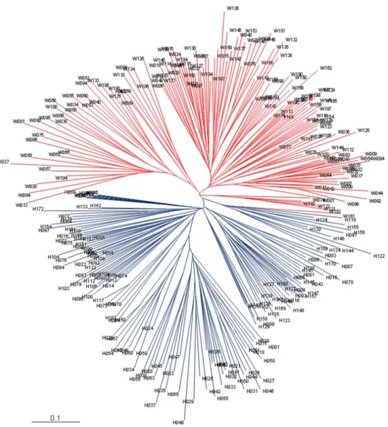 Fig.  1.  Neighbor-Joining  phylogenetic  dendrogram  on  brand  of  Korean  native  commercial  chickens