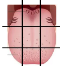 Fig. 1. Tongue plaque assessment 