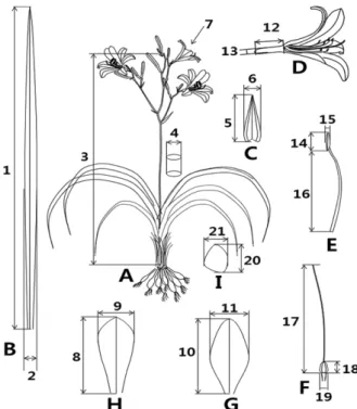 Table 2. Quantitative and qualitative characters of the genus Hemerocallis in Korea .