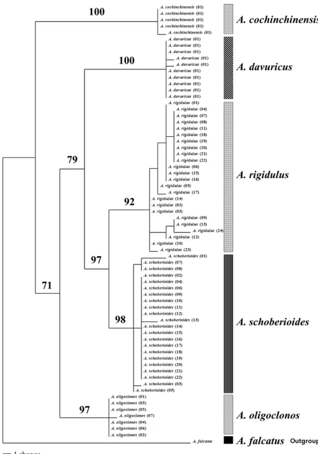 Fig. 3. A strict consensus tree of 546 equally parsimonious trees based on ITS sequences of Korean Asparagus