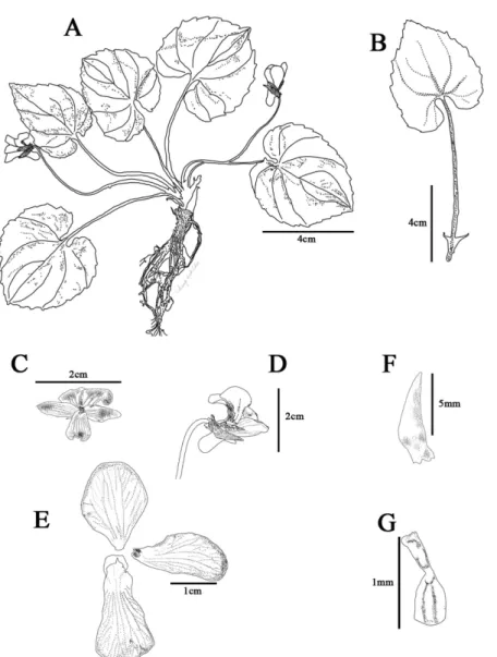 Fig. 2. Viola ulleungdoensis. M. Kim &amp; J. Lee. A. habit; B. leaf; C. front of flower; D