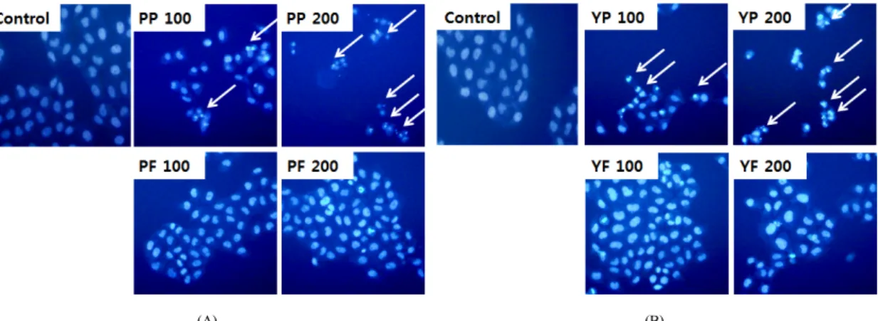 Fig. 2. The changes of the nuclear morphology of HeLa cells upon treatment with immature citrus supercritical  extracts(μg/mL)