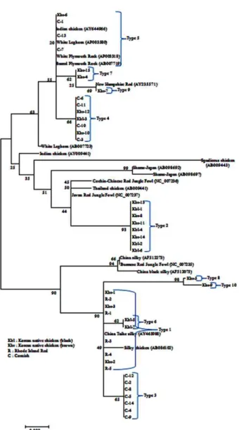 Fig.  2.  Neighbor-joining  phylogenetic  tree  for  the  Rhode  Island  Red,  Cornish  and  Korean  native  chicken  breeds