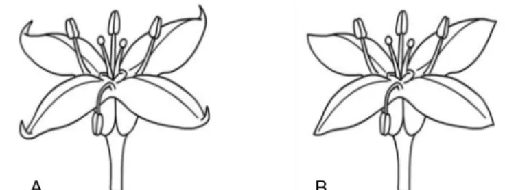 Fig. 8.  The Flower apex types of the Korean Galium. A. Cooked type; B. Flat type