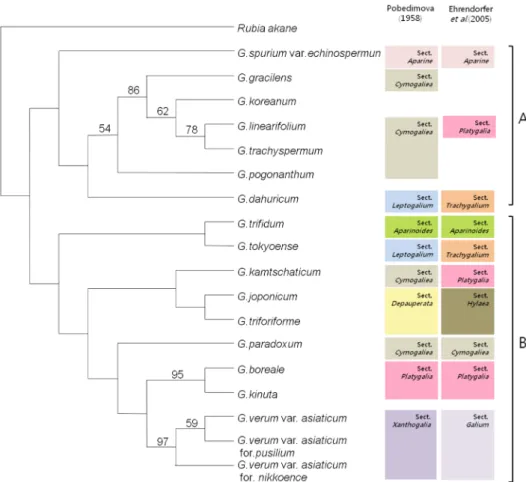 Fig. 1. A strict consensus tree of one of the most parsimony tree resulting from morphological data set and classification of Galium.