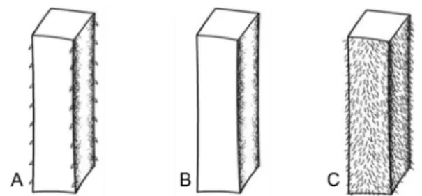 Fig. 3. Type of stem hair in Korean Galium. A. Strigillose type; B.