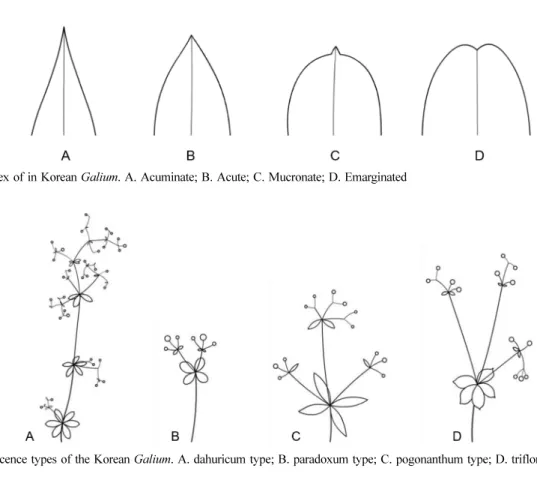 Fig. 7.  Inflonescence types of the Korean Galium. A. dahuricum type; B. paradoxum type; C