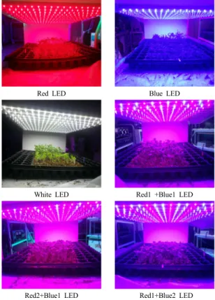 Fig. 4. The experiment to cultivate green leaf lettuce  and bok choy