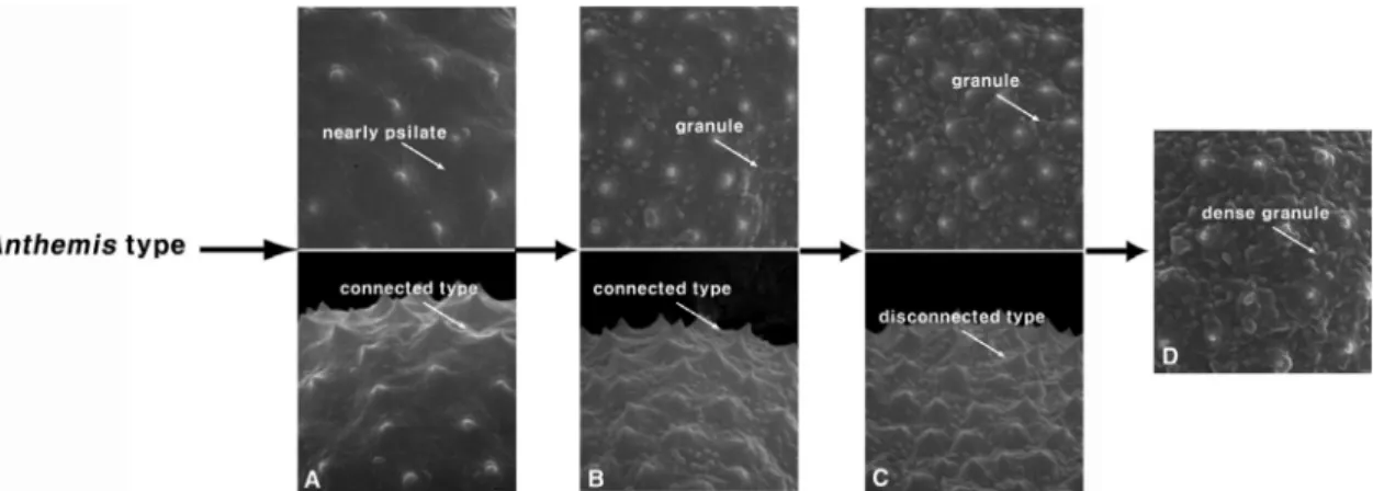 Fig. 7. Pollen morphological evolutionary trends of Korean Artemisia.  A. Nearly psilate-connected type;  B