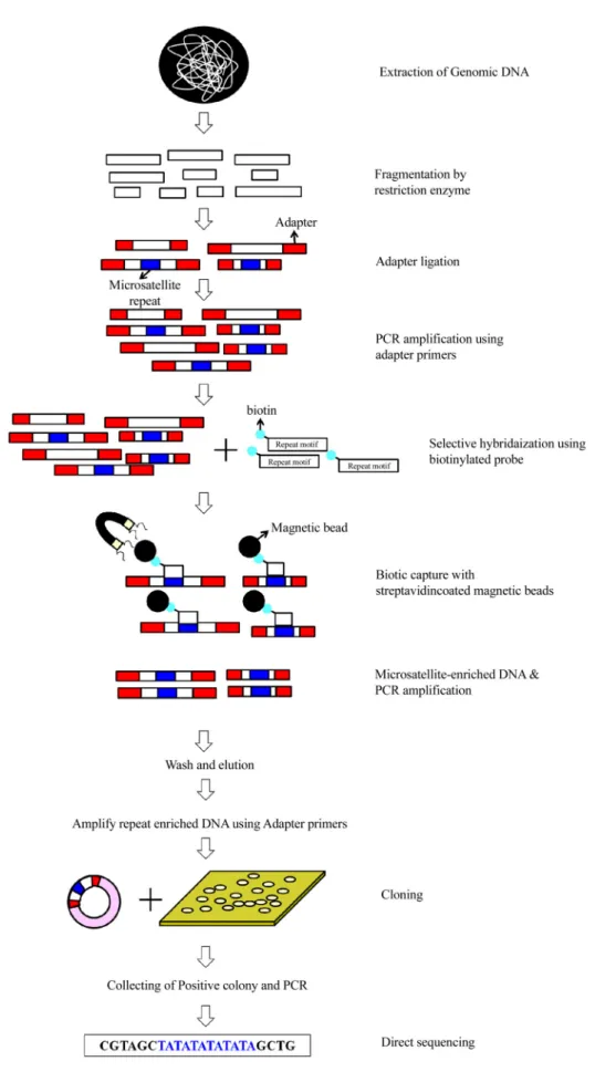 Fig. 2. Schematic representation of selective hybridization protocols (Zane et al., 2002).