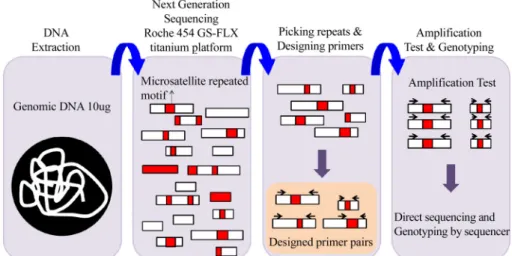 Fig. 3. Schematic representation of microsatellite isolation using next generation sequencing (NGS).
