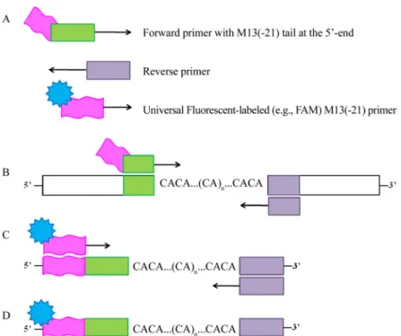 Fig. 4. Representation of the protocol using M13 universal primer for labeling (Schuelke, 2000)