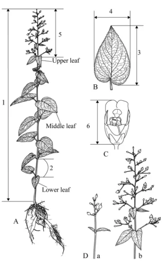 Table 2. Comparison of morphological characters of S. kakudensis and its relatives.