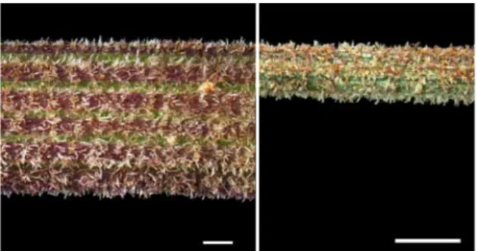 Fig. 2. Densely distributed hispidulous hairs on a ray (left) and pedicel (right) that were characters in identifying A